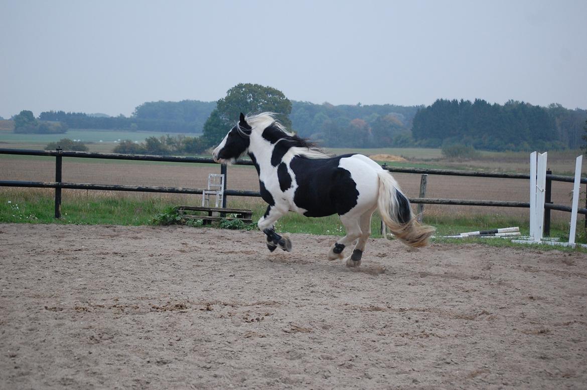 Irish Cob Basse billede 20