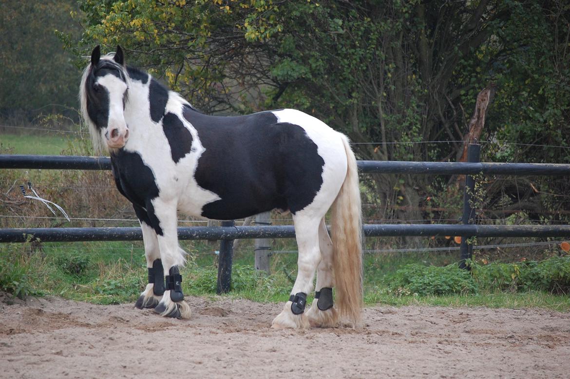 Irish Cob Basse billede 23