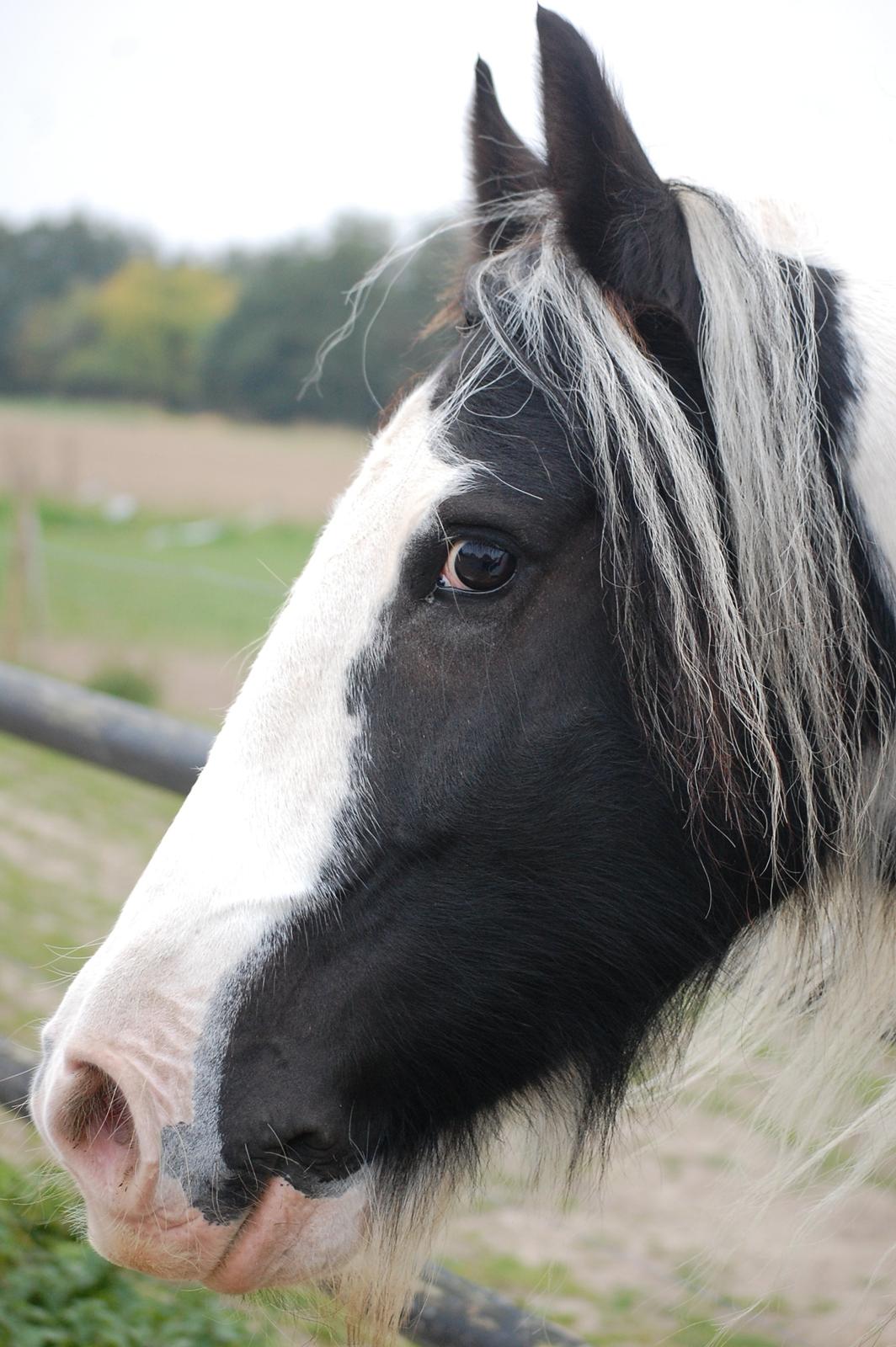 Irish Cob Basse billede 24