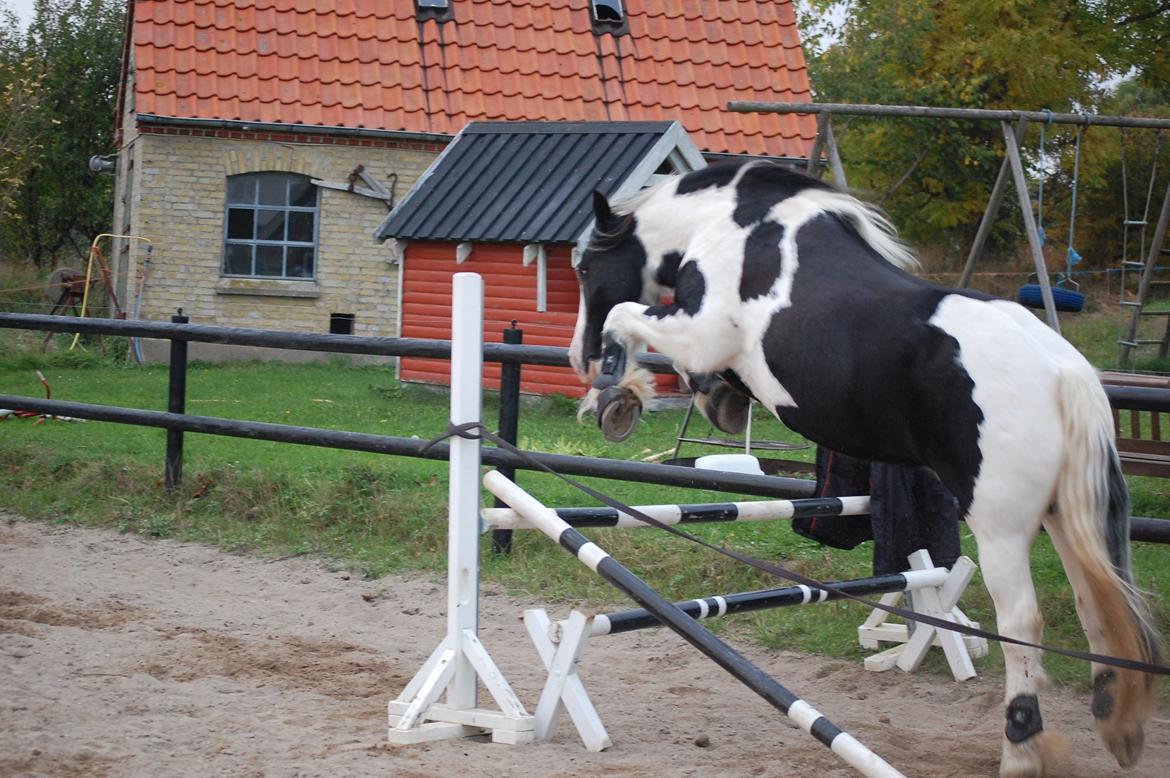 Irish Cob Basse billede 28
