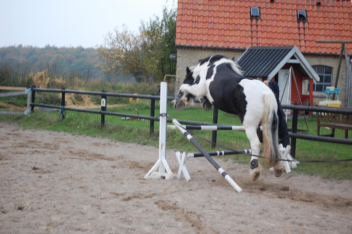 Irish Cob Basse billede 31
