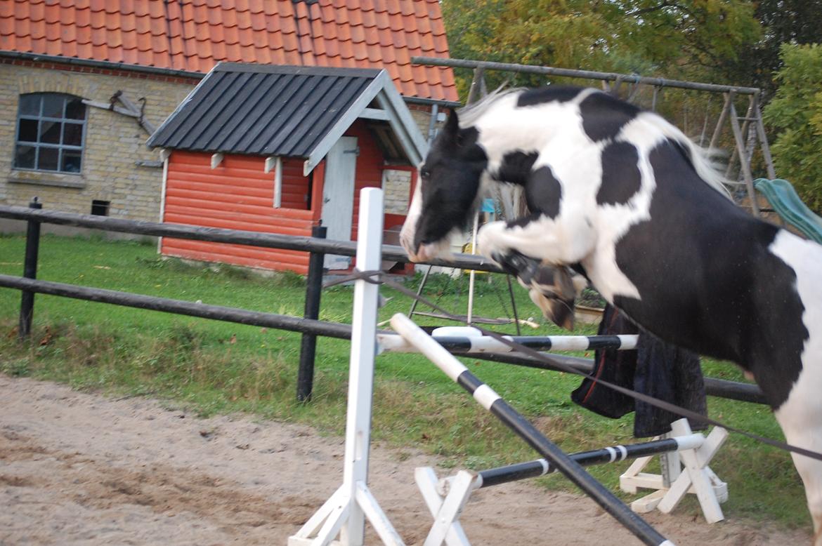 Irish Cob Basse billede 35