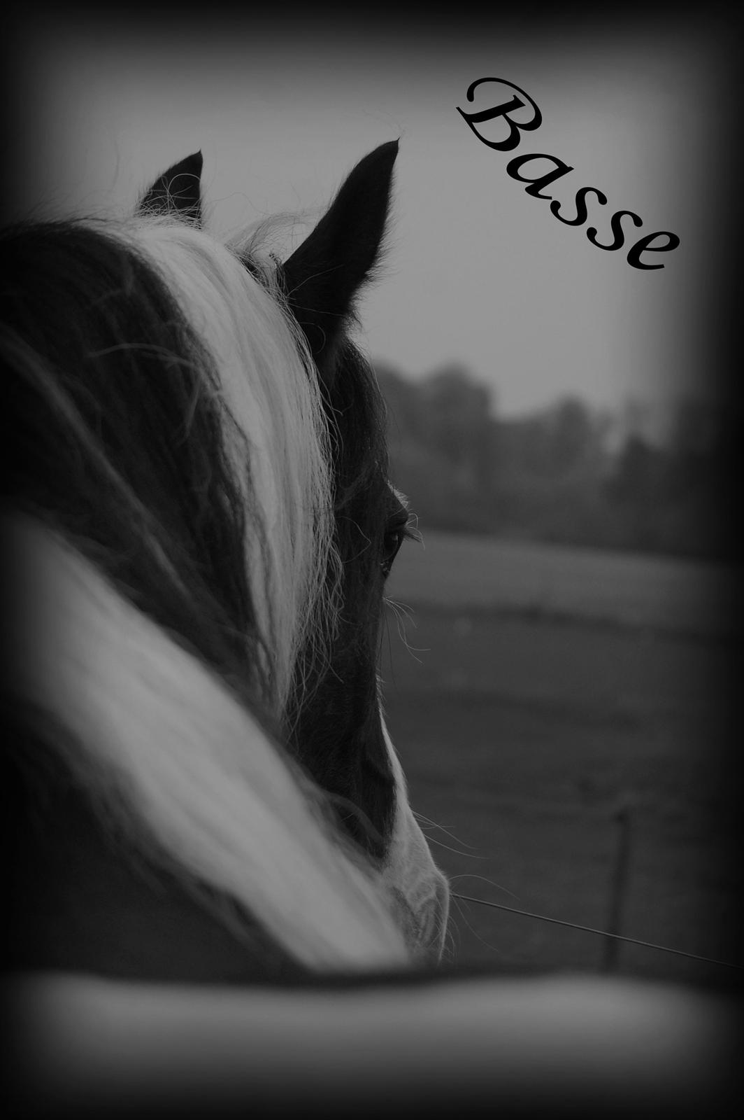 Irish Cob Basse - Velkommen til Basses profil. Husk at lægge en kommentar og en bedømmelse. billede 1