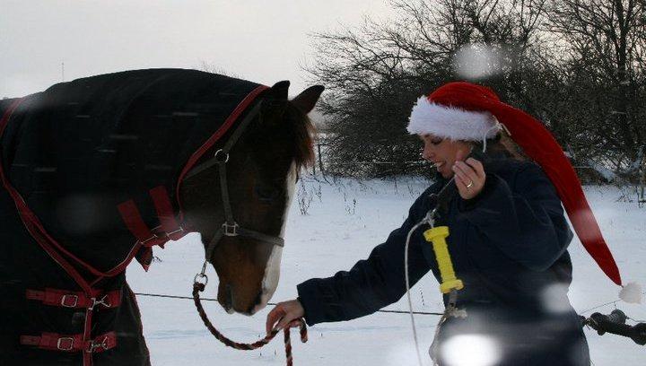 Fuldblod (XX) Muffe (Our Expectation) - Lidt julestemning billede 22