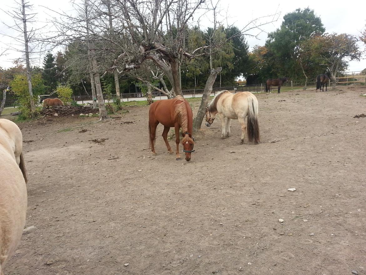 Palomino Pedro de la rosa billede 11