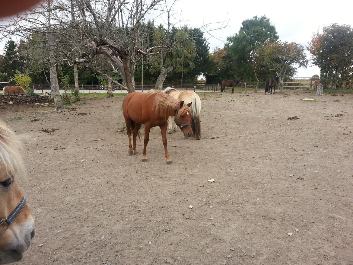 Palomino Pedro de la rosa billede 12