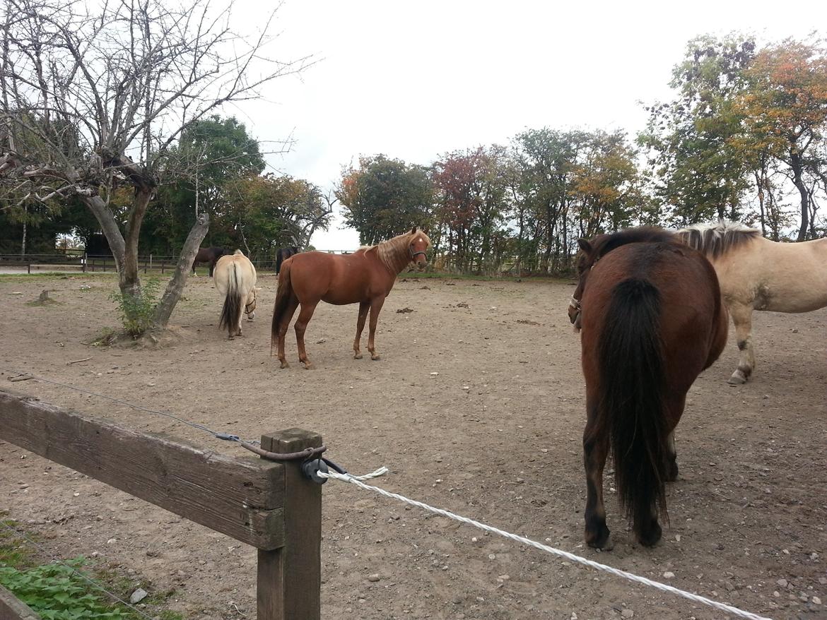 Palomino Pedro de la rosa billede 13
