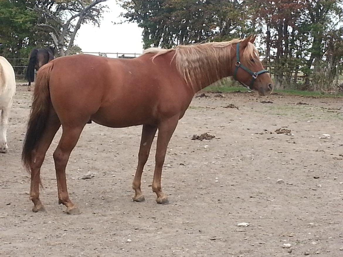 Palomino Pedro de la rosa billede 14