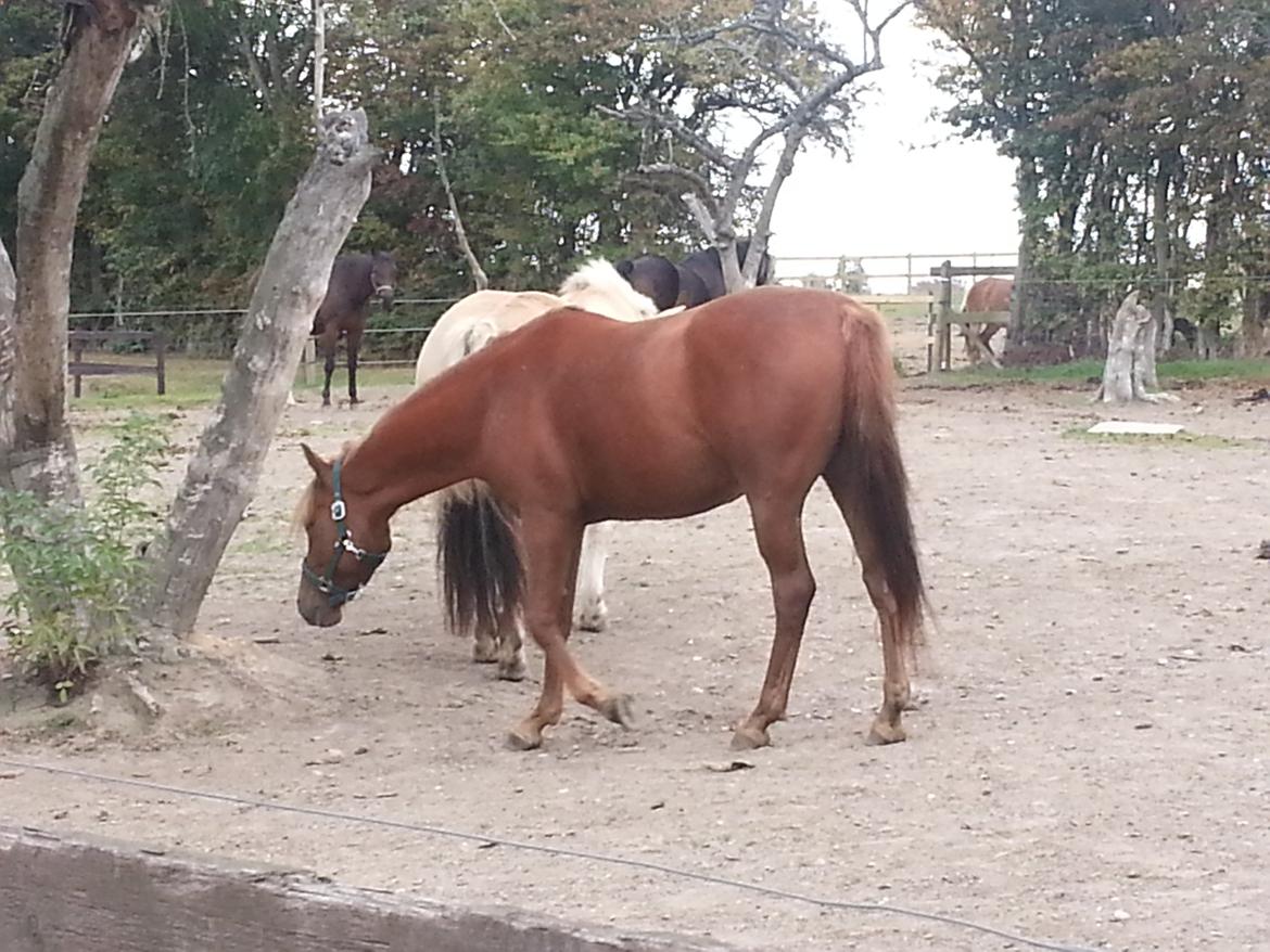 Palomino Pedro de la rosa billede 16