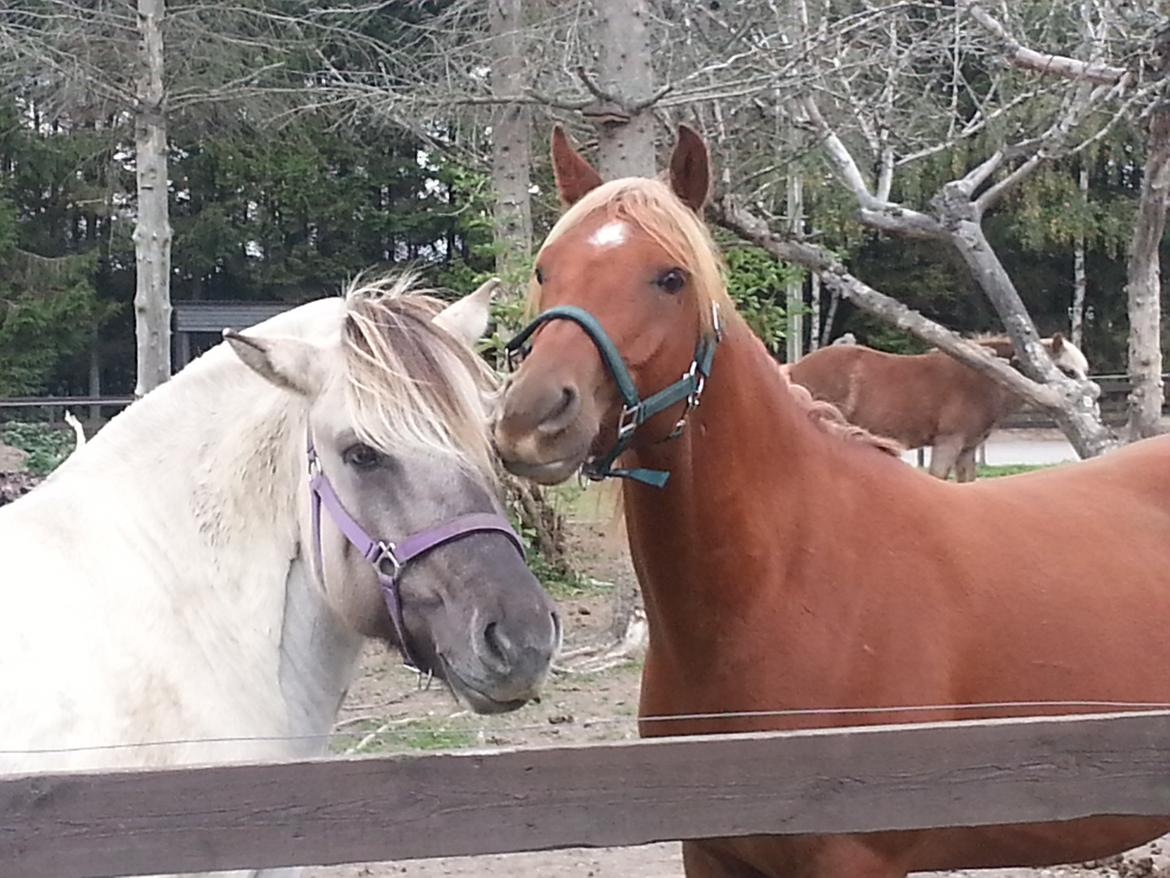 Palomino Pedro de la rosa billede 17