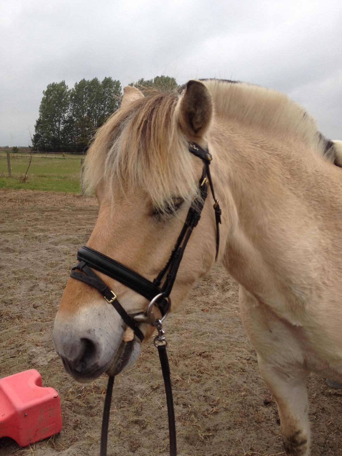 Fjordhest Anton billede 1