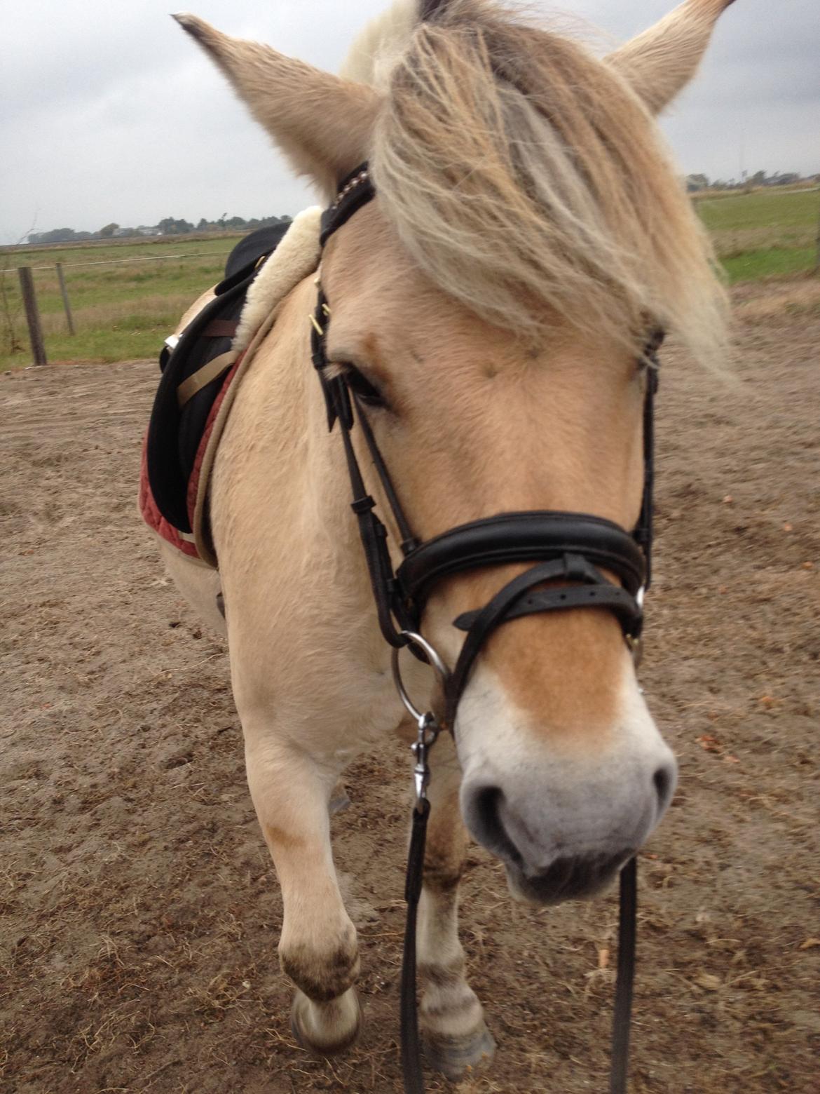 Fjordhest Anton billede 2