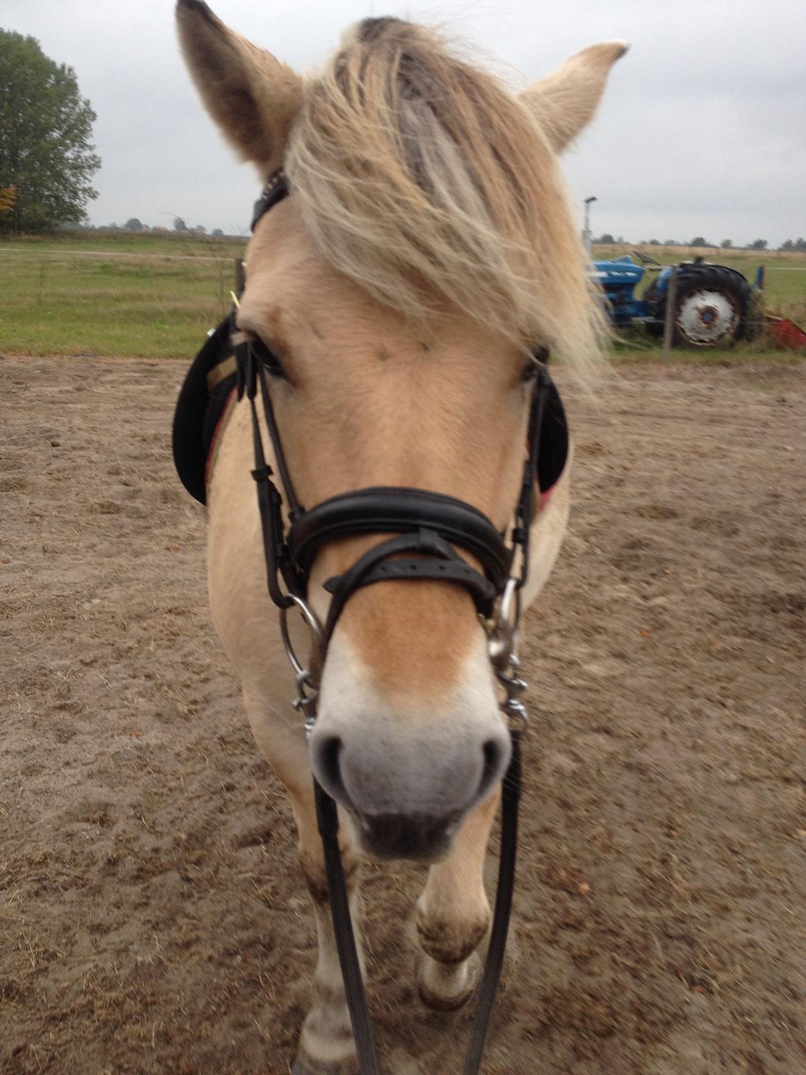 Fjordhest Anton billede 3