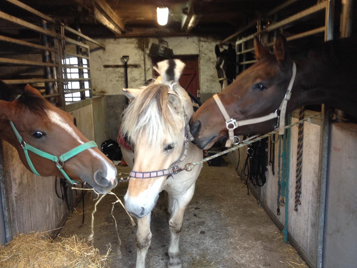 Fjordhest Anton billede 5