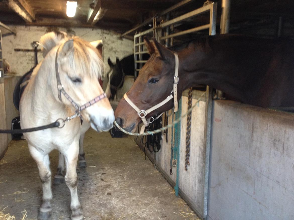 Fjordhest Anton billede 6
