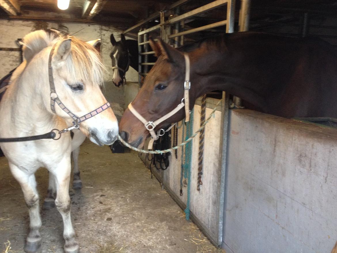 Fjordhest Anton billede 7