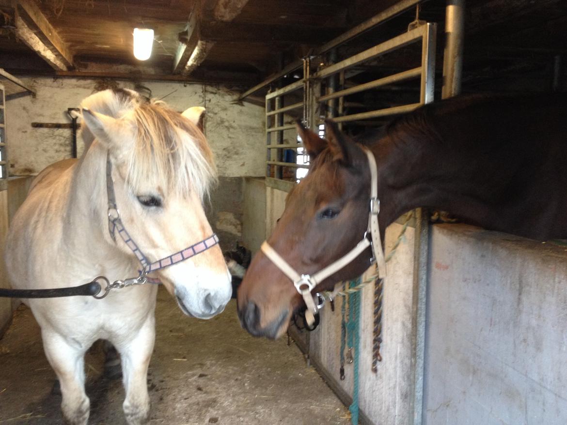 Fjordhest Anton billede 8