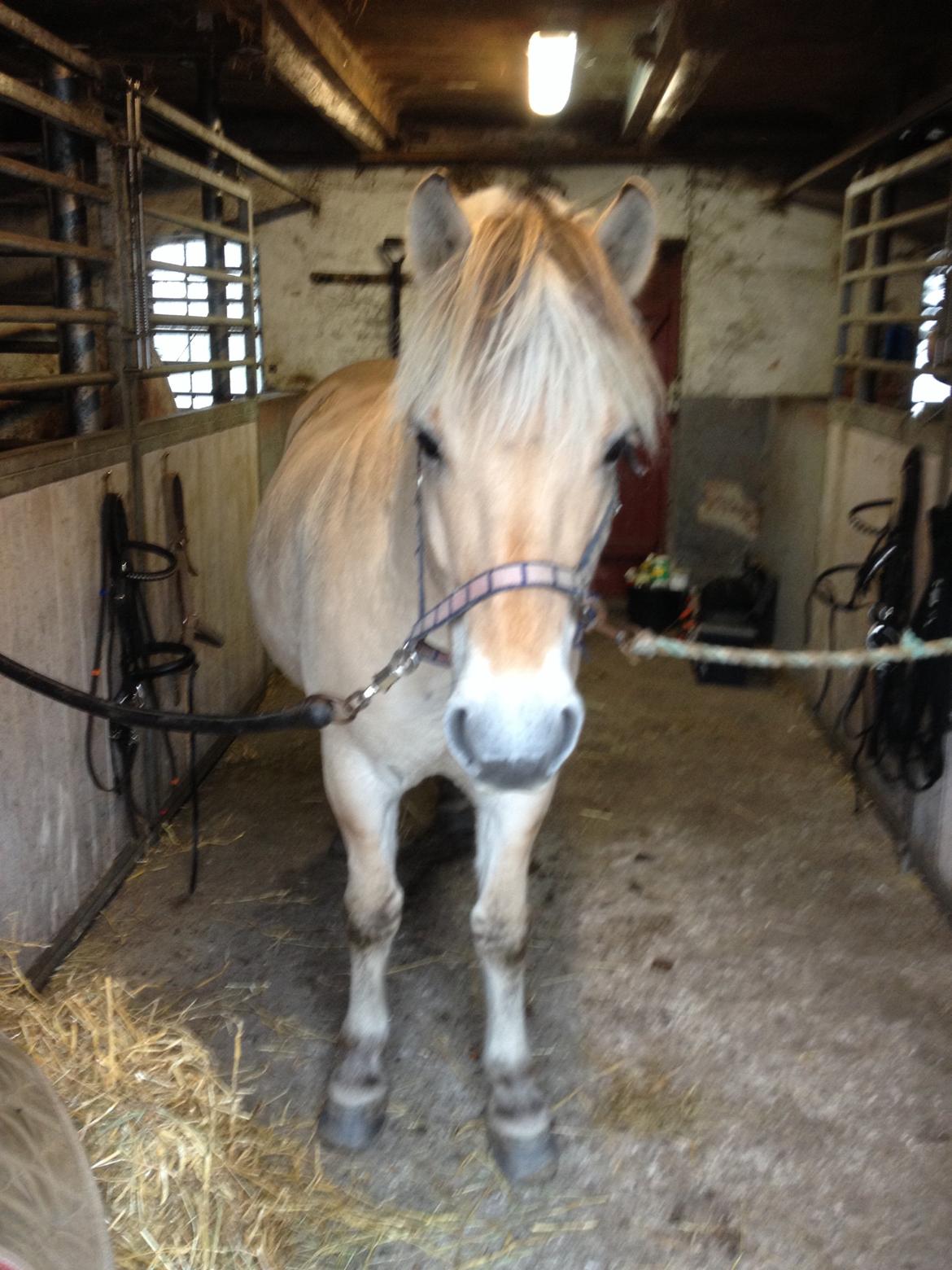 Fjordhest Anton billede 10