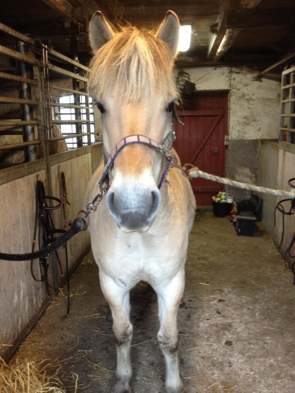 Fjordhest Anton billede 11