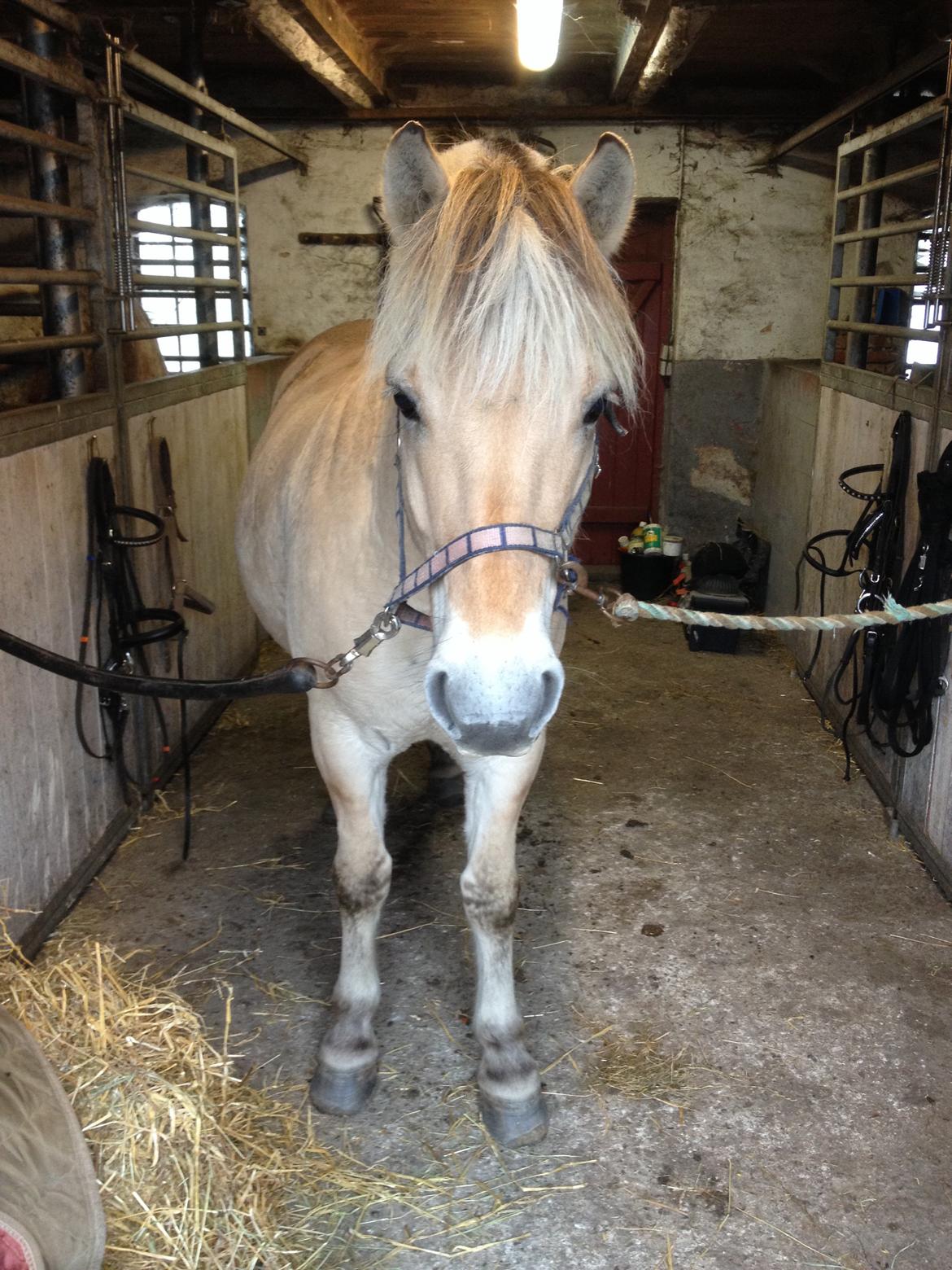 Fjordhest Anton billede 12