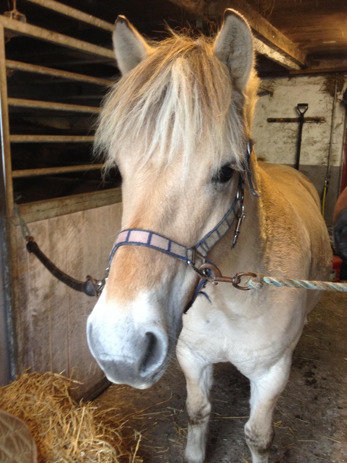 Fjordhest Anton billede 13