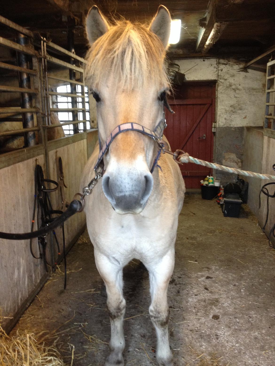 Fjordhest Anton billede 14