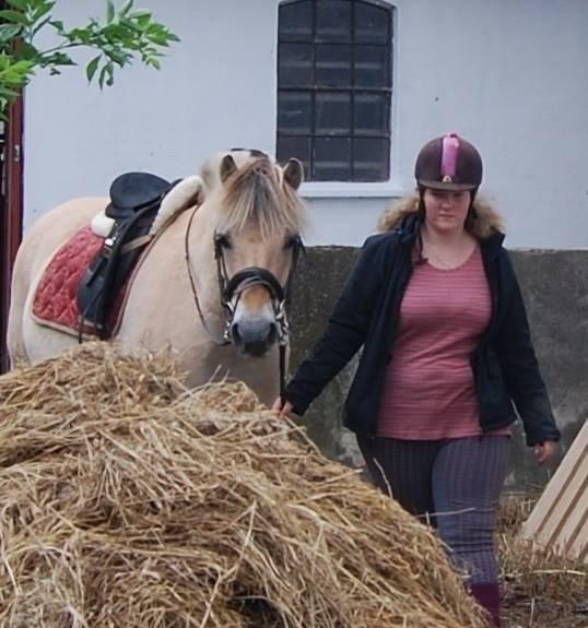 Fjordhest Anton billede 15