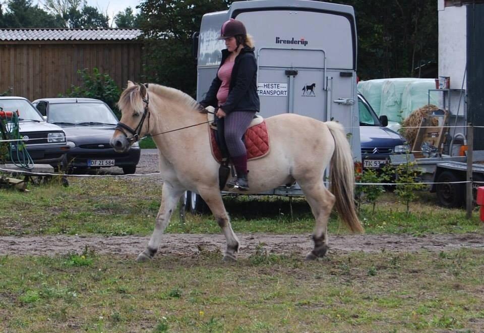 Fjordhest Anton billede 16