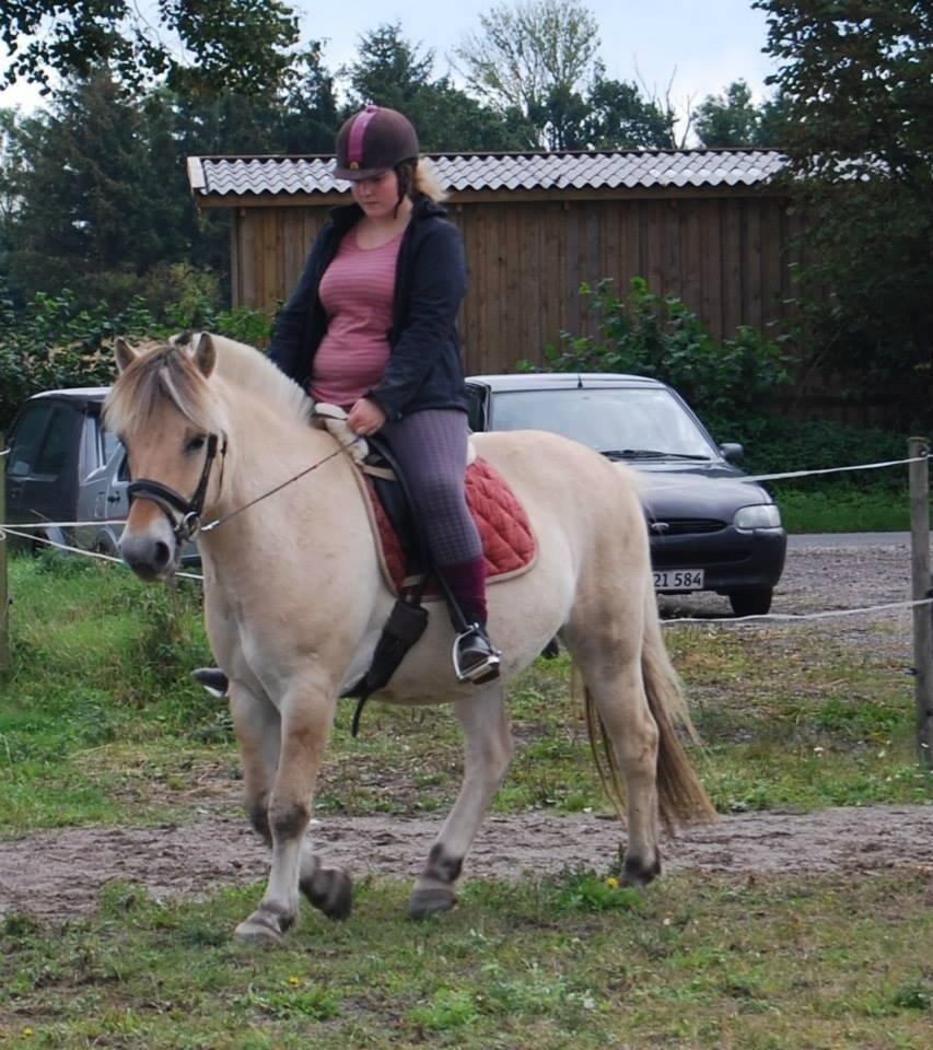 Fjordhest Anton billede 17