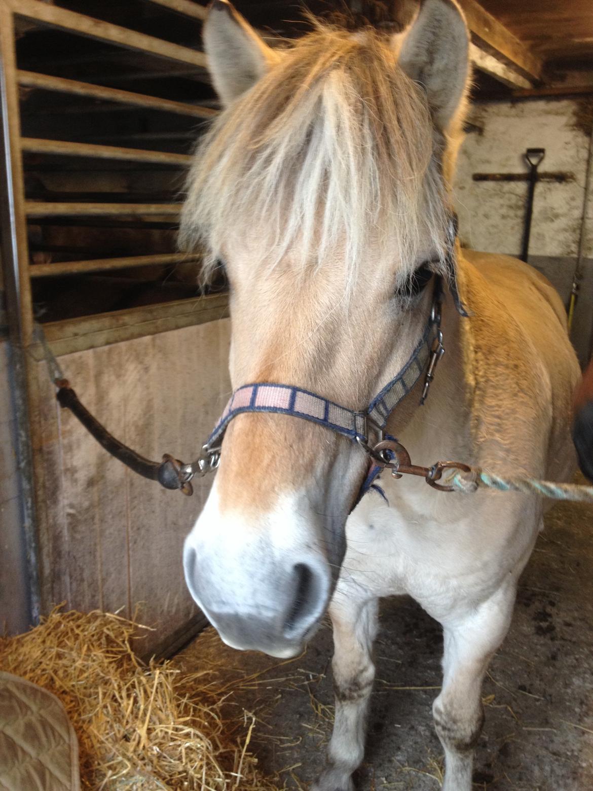 Fjordhest Anton billede 19