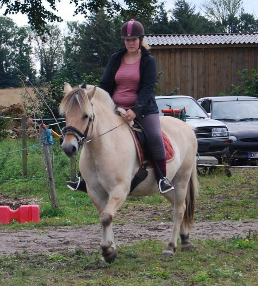 Fjordhest Anton billede 18