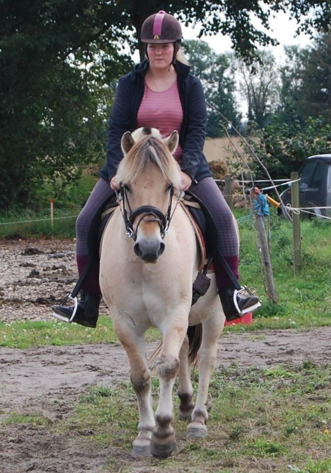 Fjordhest Anton billede 20