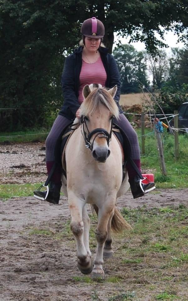 Fjordhest Anton billede 21