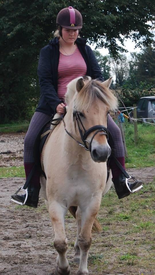 Fjordhest Anton billede 22