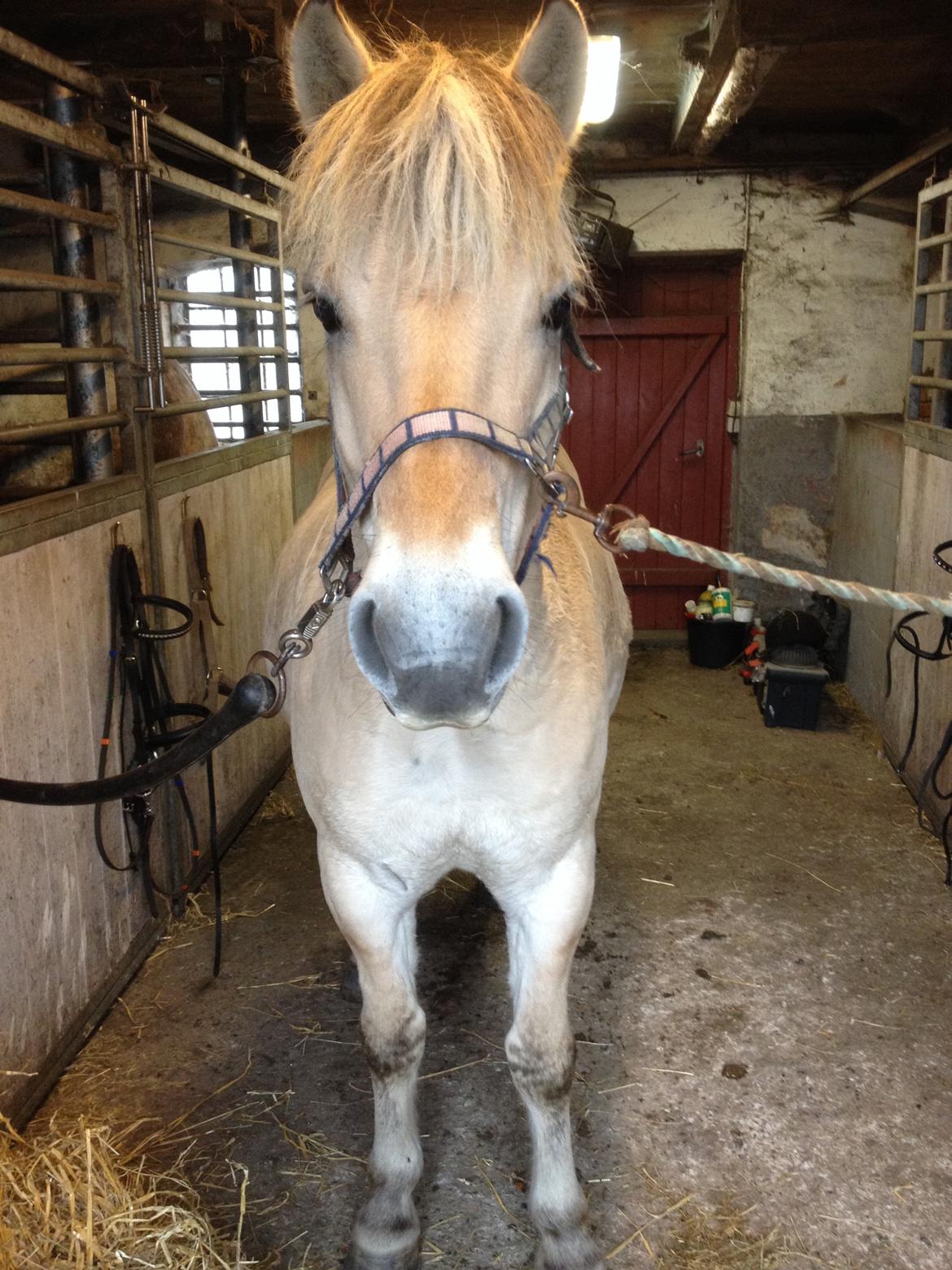 Fjordhest Anton billede 25