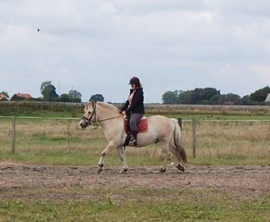 Fjordhest Anton billede 23