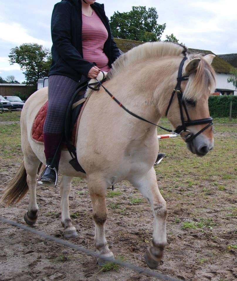 Fjordhest Anton billede 24