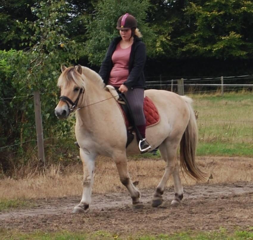 Fjordhest Anton billede 26