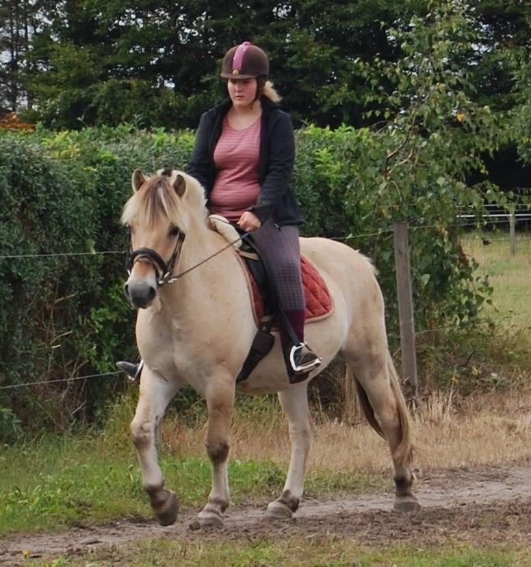 Fjordhest Anton billede 27