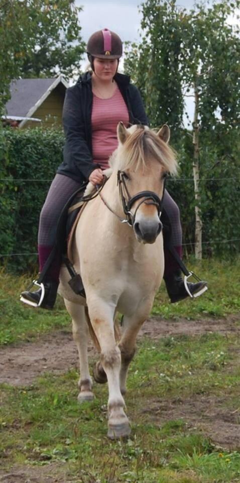 Fjordhest Anton billede 28