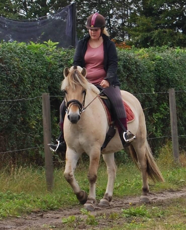 Fjordhest Anton billede 29