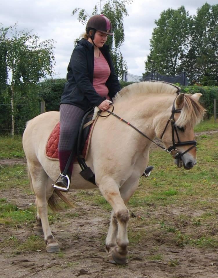 Fjordhest Anton billede 30