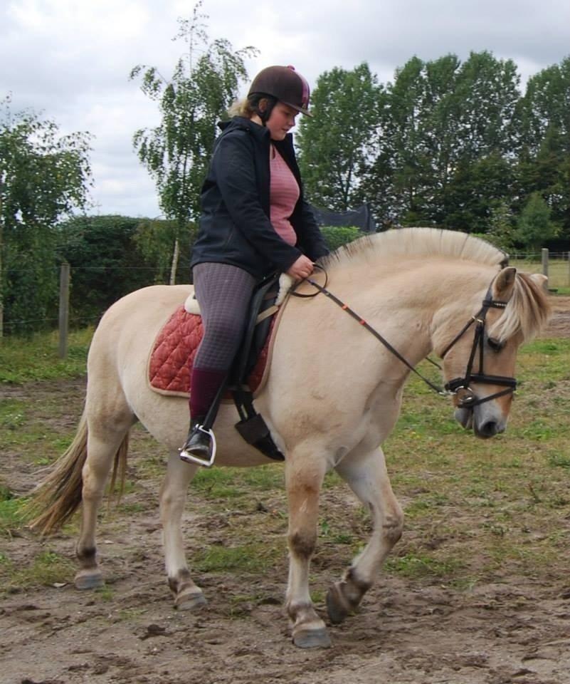 Fjordhest Anton billede 31