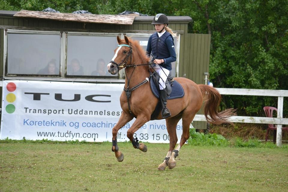 Hollandsk Sportspony Chili Pepper K - Fra Kellerup hvor jeg blev nr. 1, 2 og 3! :D billede 28