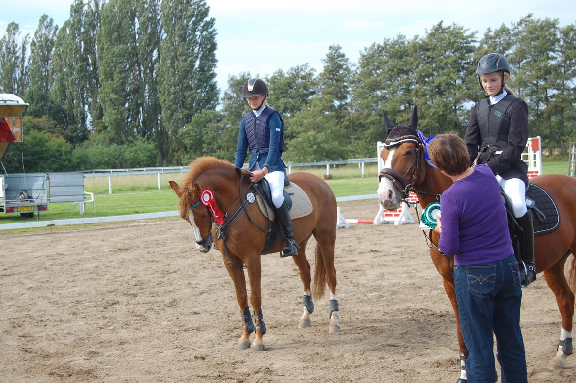 Hollandsk Sportspony Chili Pepper K - BOGØ 1. Plads billede 29