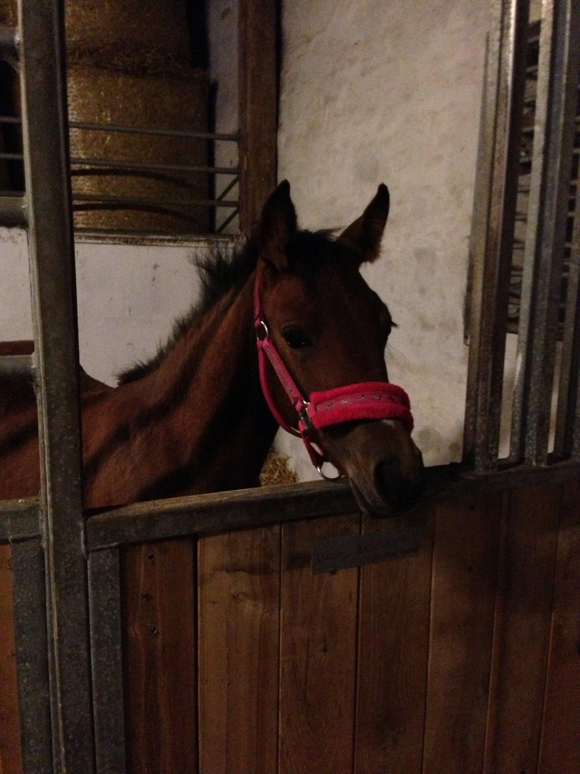 Anden særlig race Antos Lucky Bellissima billede 4