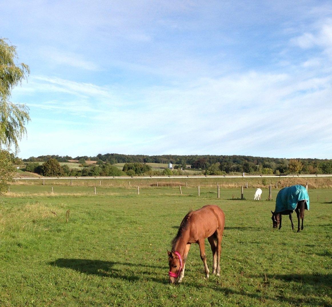 Anden særlig race Antos Lucky Bellissima billede 3