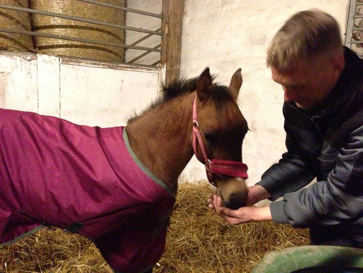 Anden særlig race Antos Lucky Bellissima billede 8