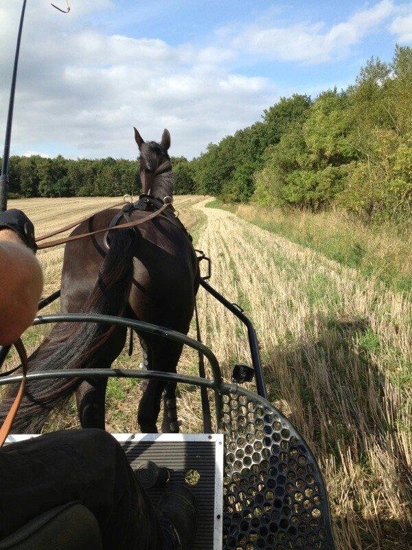 Oldenborg Pandora Noir - for vogn 4 gang 2013 billede 10