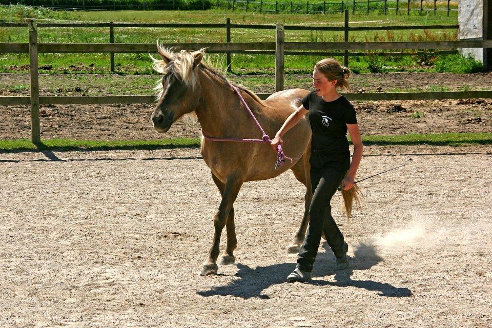 Islænder Jóki fra Voreslyst *Max* - Sommerferie 2012 billede 12